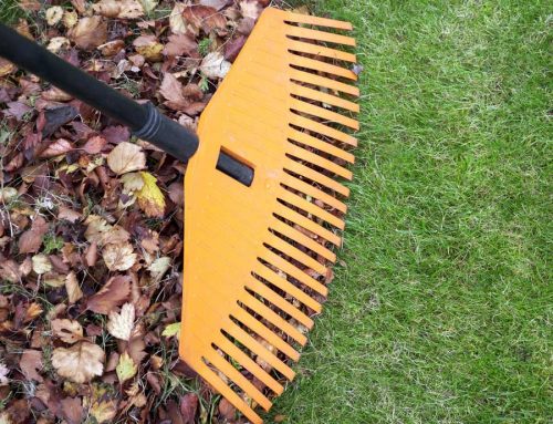 Garden Maintenance & Yard Clean-ups