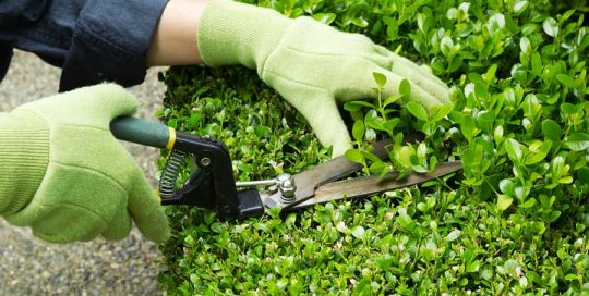 Pure Maintenance WA: Hedging