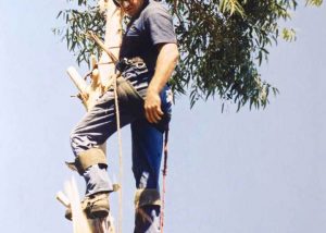 Pure Maintenance WA: Tree Lopping