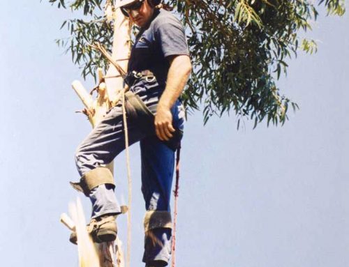 Tree Lopping