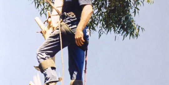 Pure Maintenance WA: Tree Lopping